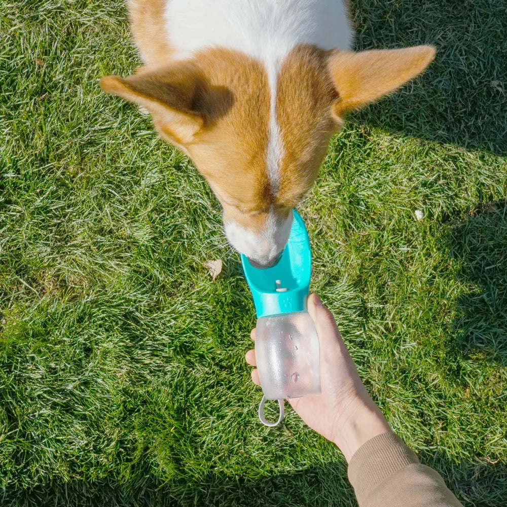 Dog drinking water from portable pet travel bottle outdoors