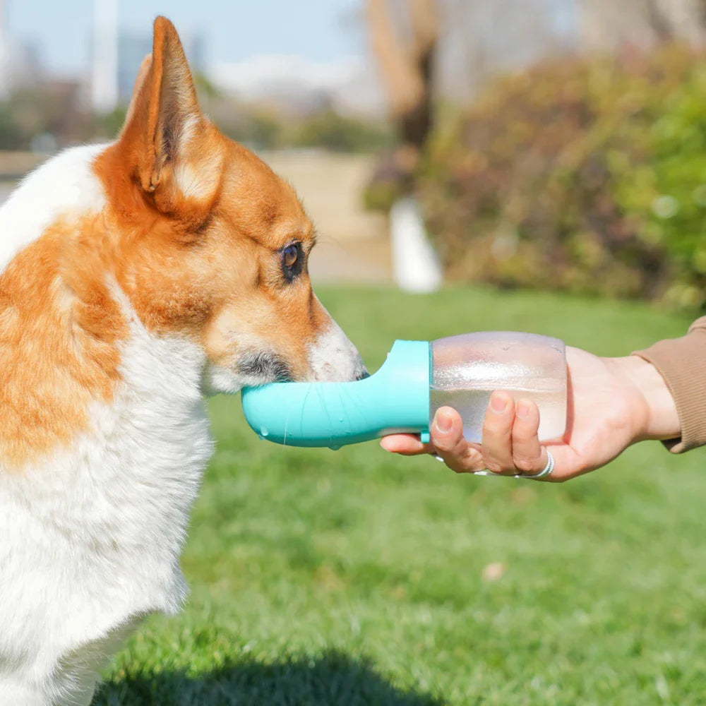 Dog drinking from portable travel water bottle outdoors